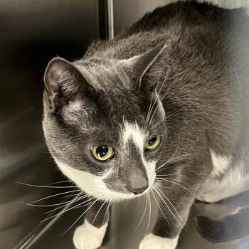 Noah -  Domestic Short Hair Cat for Adoption in Greensboro, North Carolina - Noah | PetCurious