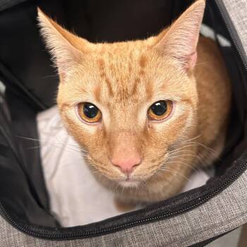 Domestic Short Hair Cats Available for Adoption - Maple Blues | PetCurious