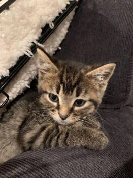 Leland -  Domestic Medium Hair Cat for Adoption in Dayton, Minnesota - Leland | PetCurious