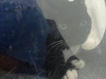 Domestic Medium Hair Cats Available for Adoption - WAYLON | PetCurious