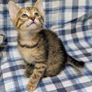 Curie -  Domestic Short Hair Cat for Adoption in Brighton, Missouri - Curie | PetCurious