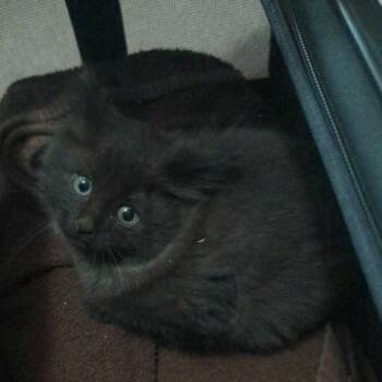 Domestic Long Hair Cats Available for Adoption in Beulaville, North Carolina - Emerson | PetCurious