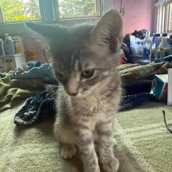 Canary Marie -  Domestic Short Hair Cat for Adoption in Los Angeles, California - Canary Marie | PetCurious