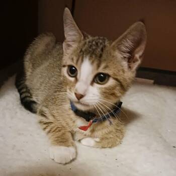 Rescue Domestic Short Hair Cats for Adoption in Troy, Illinois - Sneezy | PetCurious