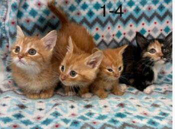 Domestic Short Hair and Calico Cats Available for Adoption - Pokemon Kittens  | PetCurious