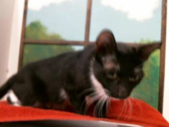 RENY -  Domestic Short Hair Cat for Adoption in Houston, Texas - RENY | PetCurious
