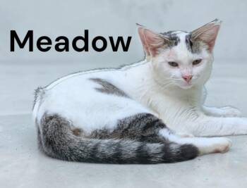 Meadow -  Domestic Short Hair Cat for Adoption in Weems, Virginia - Meadow | PetCurious