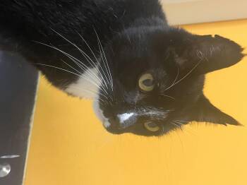 Dave -  Domestic Short Hair Cat Available for Adoption in Boyne City, Michigan - Dave | PetCurious