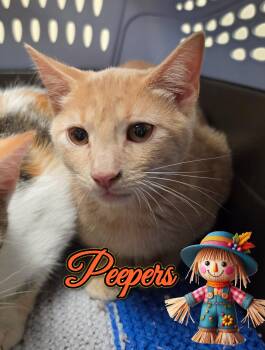 Peepers -  Domestic Short Hair Cat for Adoption in Corinth, New York - Peepers | PetCurious