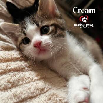 Porch Swing: Cream -  Domestic Short Hair Cat for Adoption in Council Bluffs, Iowa - Porch Swing: Cream | PetCurious