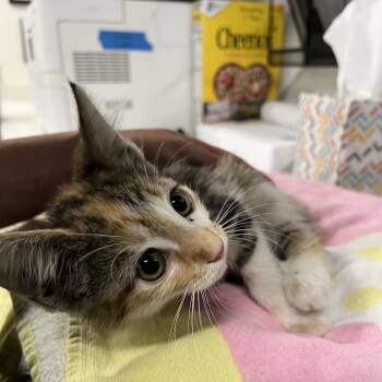 Amelia -  Domestic Short Hair Cat for Adoption in Tampa, Florida - Amelia | PetCurious