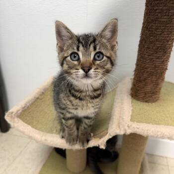 Aether -  Domestic Short Hair Cat for Adoption in Milford, Iowa - Aether | PetCurious