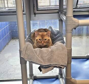 Slinky -  Domestic Short Hair Cat for Adoption in Austin, Texas - Slinky | PetCurious