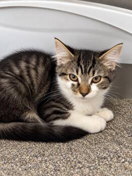 Seraphine -  Domestic Long Hair Cat for Adoption in Lima, Ohio - Seraphine | PetCurious