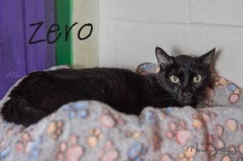 Domestic Short Hair Cats Available for Adoption - Zero | PetCurious