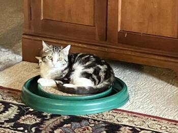 Miss Marble -  Domestic Short Hair Cat Available for Adoption in Wheeling, Illinois - Miss Marble | PetCurious