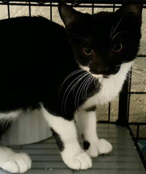 Gap Wedge -  Domestic Short Hair and Extra Toes Cat Hemingway Polydactyl Cat for Adoption in Alafaya, Florida - Gap Wedge | PetCurious