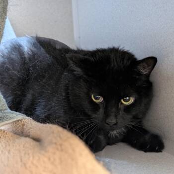 Spooky -  Domestic Short Hair Cat for Adoption in Pittsburgh, Pennsylvania - Spooky | PetCurious