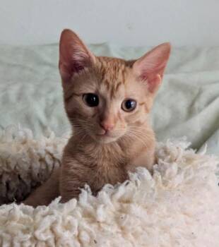 RosaLynn -  Domestic Short Hair Cat for Adoption in Hampton, Virginia - RosaLynn | PetCurious
