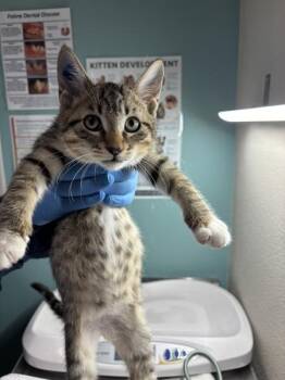 Kodia -  Domestic Short Hair Cat for Adoption in Sherwood, Oregon - Kodia | PetCurious