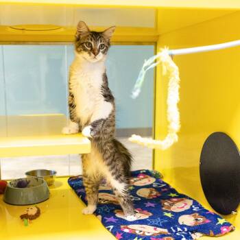Steve the Rotisserie Chicken -  Domestic Medium Hair Cat for Adoption in Abilene, Texas - Steve The Rotisserie Chicken | PetCurious
