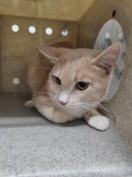Rescue Domestic Short Hair Cats for Adoption in Fruit Heights, Utah - Hermes | PetCurious