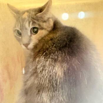 Domestic Short Hair Cats Available for Adoption in Philadelphia, Pennsylvania - Kim Possible | PetCurious