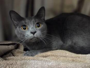 Bonnie -  Domestic Short Hair Cat for Adoption in Westland, Michigan - Bonnie | PetCurious