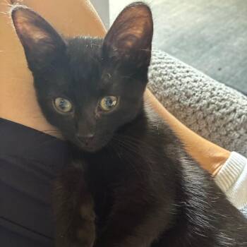 Avery -  Domestic Short Hair Cat for Adoption in Carmel, Indiana - Avery | PetCurious