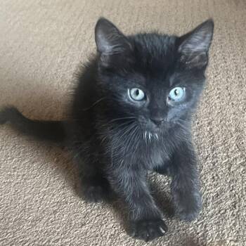 Wynonna Ehlers -  Domestic Short Hair Cat for Adoption in Morrison, Colorado - Wynonna Ehlers | PetCurious