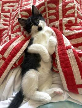 Domestic Short Hair Cats Available for Adoption in Oceanside, California - Harry | PetCurious