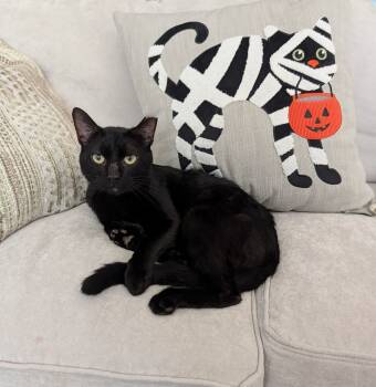 Rescue Domestic Short Hair Cats for Adoption in Chicago, Illinois - Goldberg | PetCurious