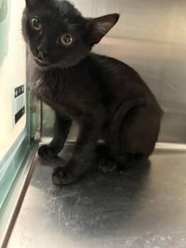 CAROLINA REAPER -  Domestic Short Hair Cat for Adoption in Pueblo, Colorado - CAROLINA REAPER | PetCurious
