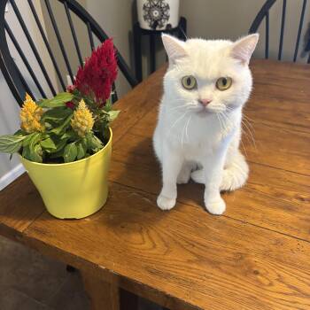 Domestic Short Hair Cats Available for Adoption in Warrington, Pennsylvania - Mei Mei  | PetCurious