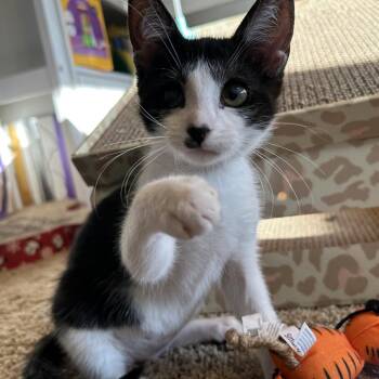 Juliet -  Domestic Short Hair Cat for Adoption in Port Richey, Florida - Juliet | PetCurious