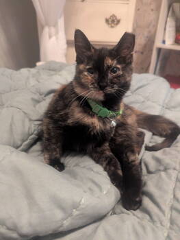 Rescue Domestic Short Hair Cats for Adoption in Toledo, Ohio - Roomba | PetCurious