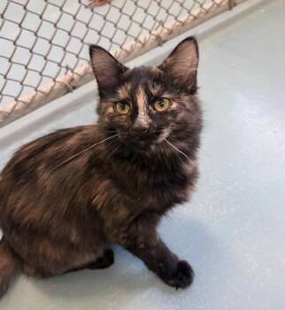 Domestic Medium Hair Cats Available for Adoption - Snowball | PetCurious