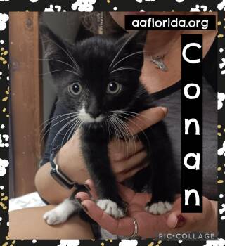 Conan -  Tuxedo and Domestic Short Hair Cat for Adoption in Pensacola, Florida - Conan | PetCurious