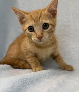 Gulliver -  Domestic Short Hair and Tabby Cat for Adoption in Greensboro, North Carolina - Gulliver | PetCurious