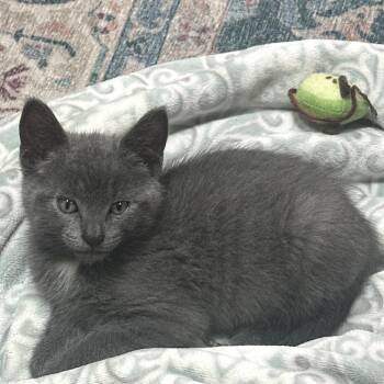 Dewdrop -  Domestic Short Hair Cat for Adoption in Binghamton, New York - Dewdrop | PetCurious