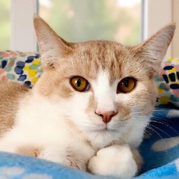 Rescue Domestic Short Hair Cats for Adoption in Grayling, Michigan - Joanie Cunningham | PetCurious