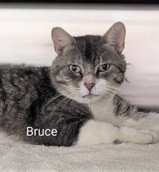Bruce -  Domestic Short Hair Cat for Adoption in Flint, Michigan - Bruce | PetCurious