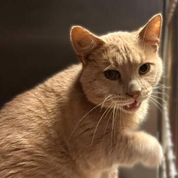 Yellow Mellow -  Domestic Short Hair Cat for Adoption in Davenport, Iowa - Yellow Mellow | PetCurious