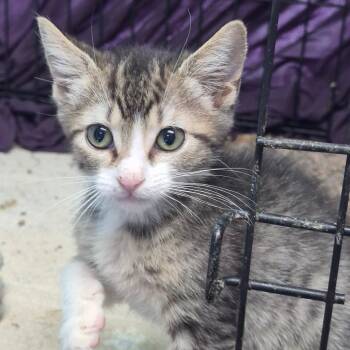 Orecchiette -  Domestic Short Hair Cat for Adoption in Hattiesburg, Mississippi - Orecchiette | PetCurious