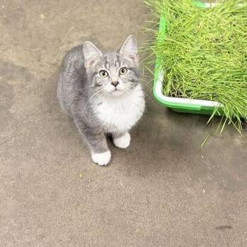 Ivana Clawyu -  Domestic Short Hair Cat for Adoption in Davenport, Iowa - Ivana Clawyu | PetCurious