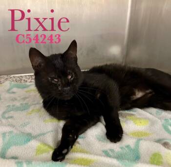 Domestic Short Hair Cats Available for Adoption in Clarksville, Tennessee - Pixie | PetCurious