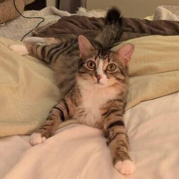 Peppa -  Domestic Medium Hair Cat for Adoption in New York, New York - Peppa | PetCurious
