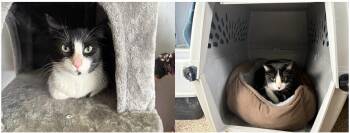 Rescue Domestic Short Hair Cats for Adoption in Incline Village, Nevada - Dixie And Trixie | PetCurious