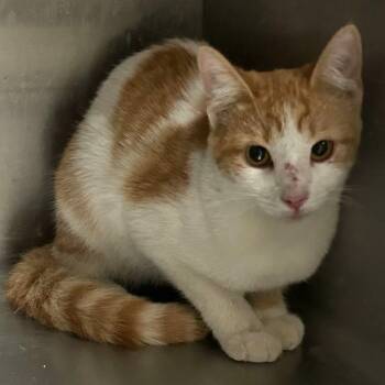 Rescue Domestic Short Hair Cats for Adoption in Austin, Texas - Candy Corn | PetCurious