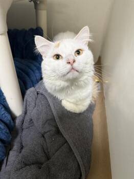 Domestic Long Hair Cats Available for Adoption in Boston, Massachusetts - ZACK | PetCurious
